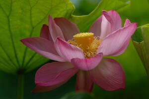 Lotus, macro, bloemblaadjes