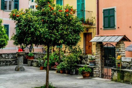 Cinque Terre, flowers, house, Italy, pots, tree, wicket, yard