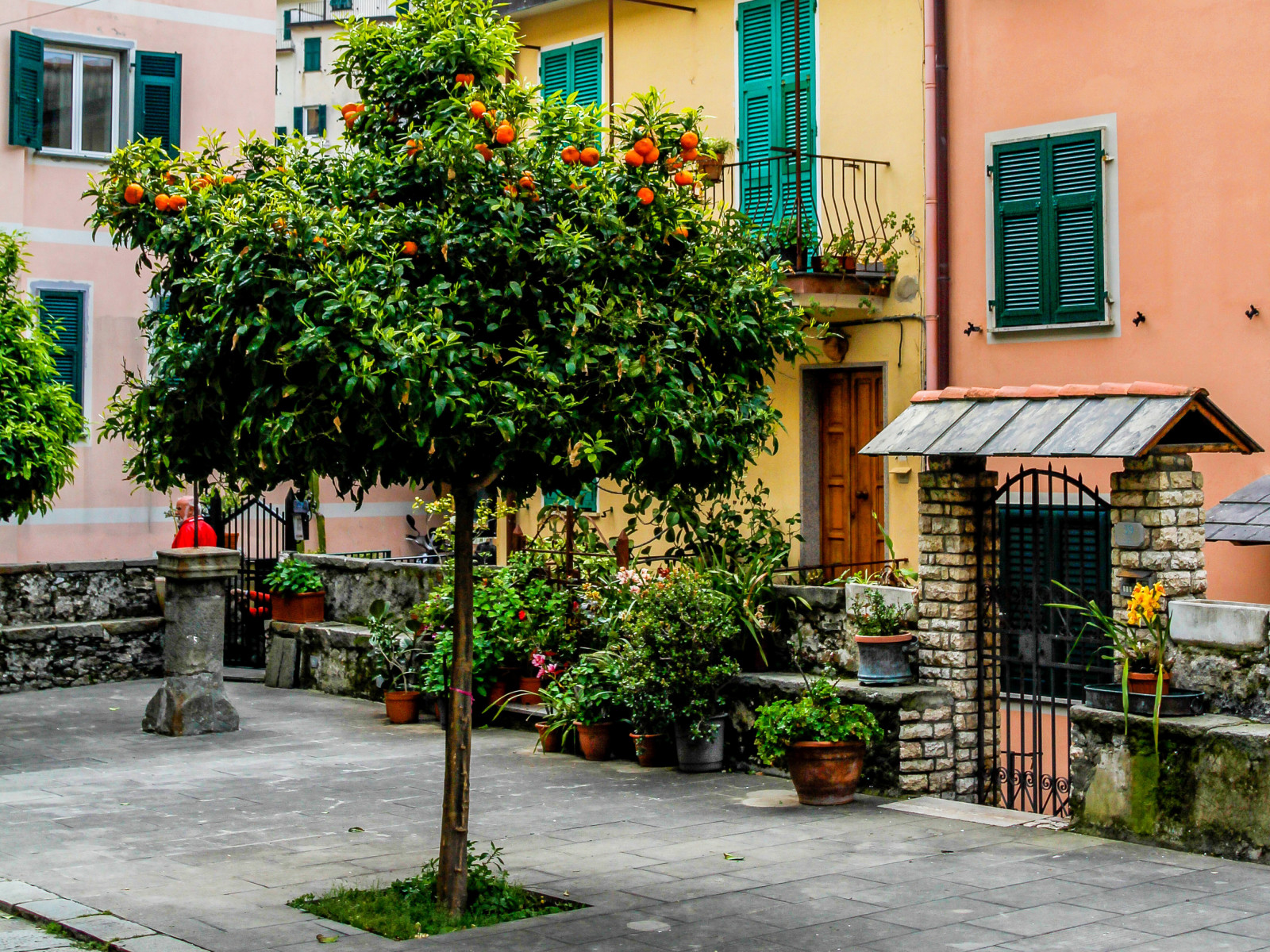 árvore, casa, flores, Itália, Jardim, Cinque Terre, postigo, panelas