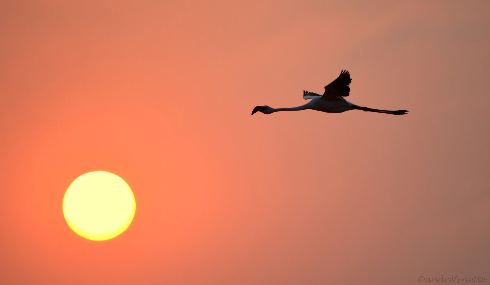 the sky, sunset, bird, the sun, Flamingo