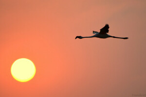 fugl, Flamingo, solnedgang, himmelen, solen