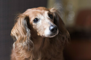 cachorro, face, Veja