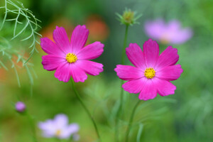 champ, kosmeya, macro, Prairie, la nature, pétales