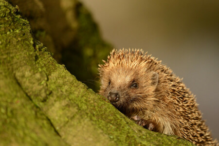 Widerhaken, Igel, Stumpf