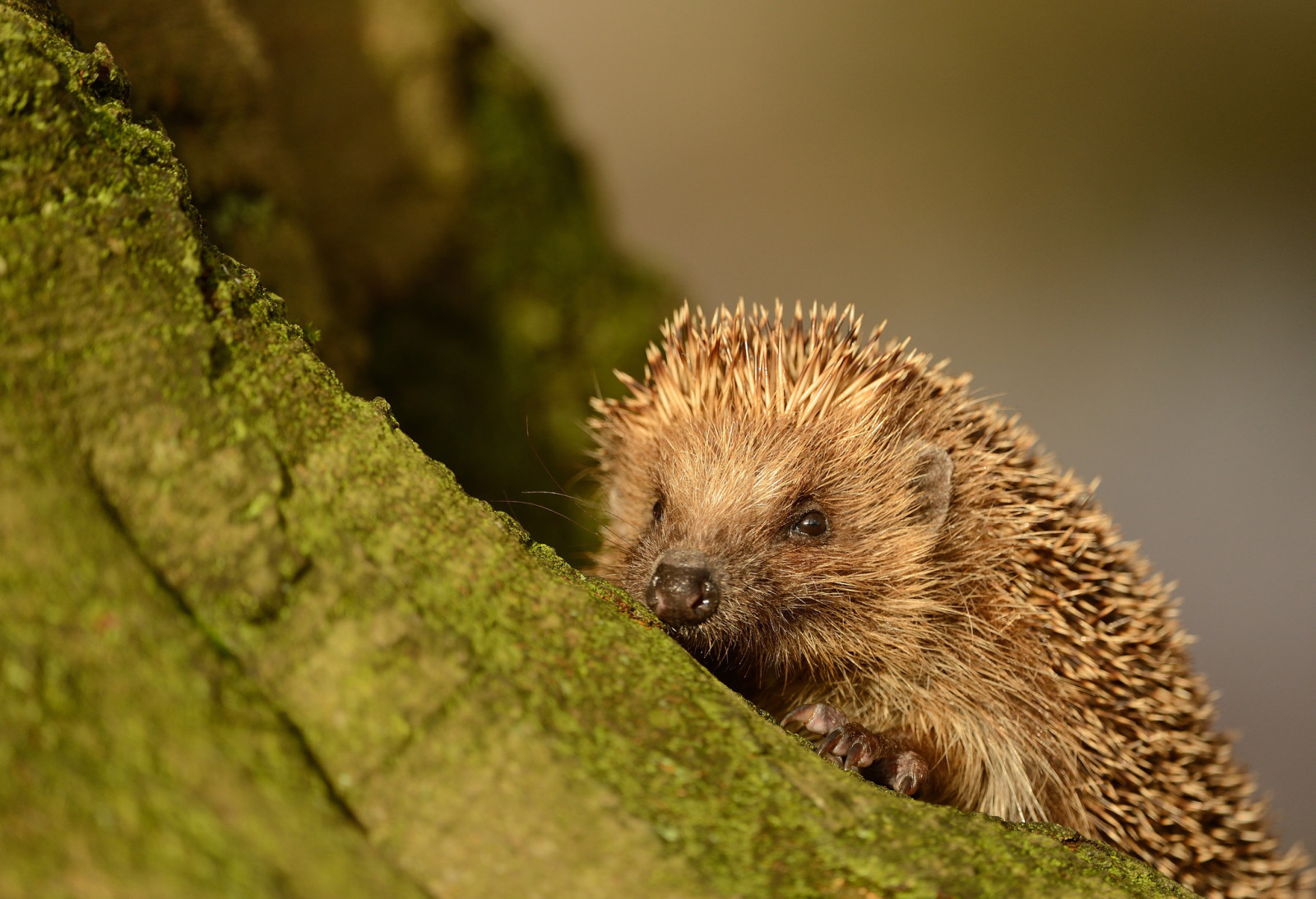 Stumpf, Widerhaken, Igel