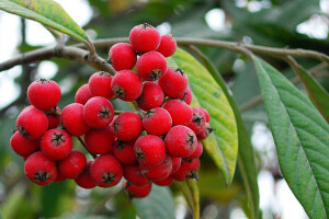 Ein Gewitter, Beeren, Ast, rot