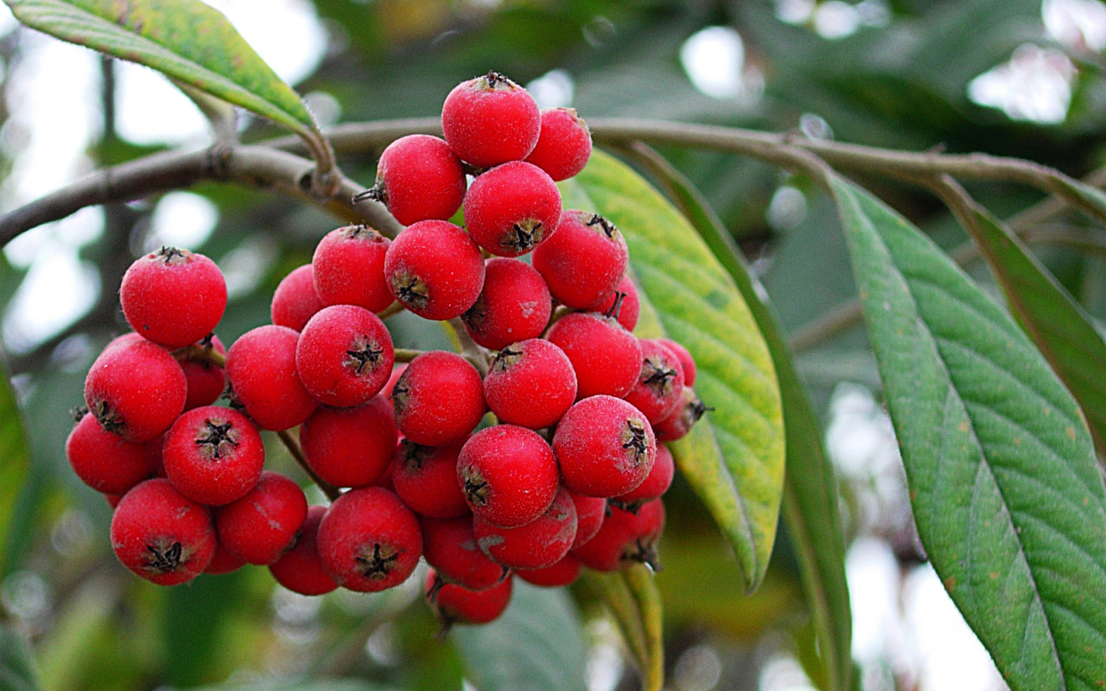 rosso, frutti di bosco, ramo, un temporale