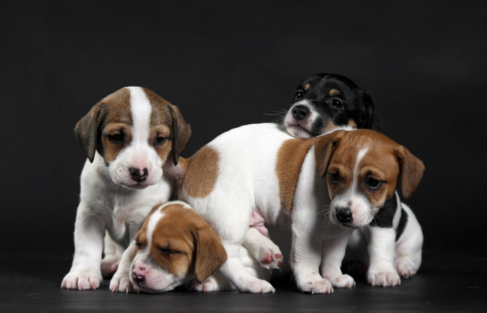 kids, puppies, funny, Quartet