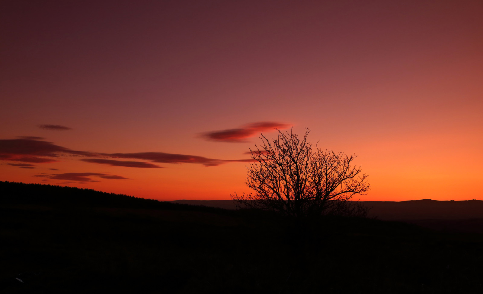 arbre, Le ciel, lueur