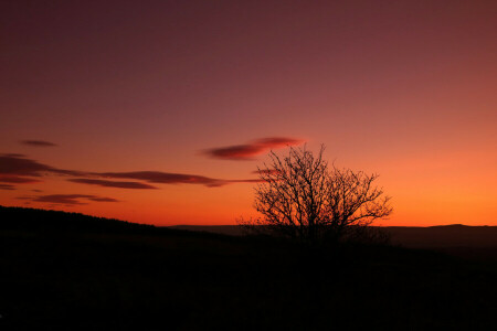 glühen, der Himmel, Baum