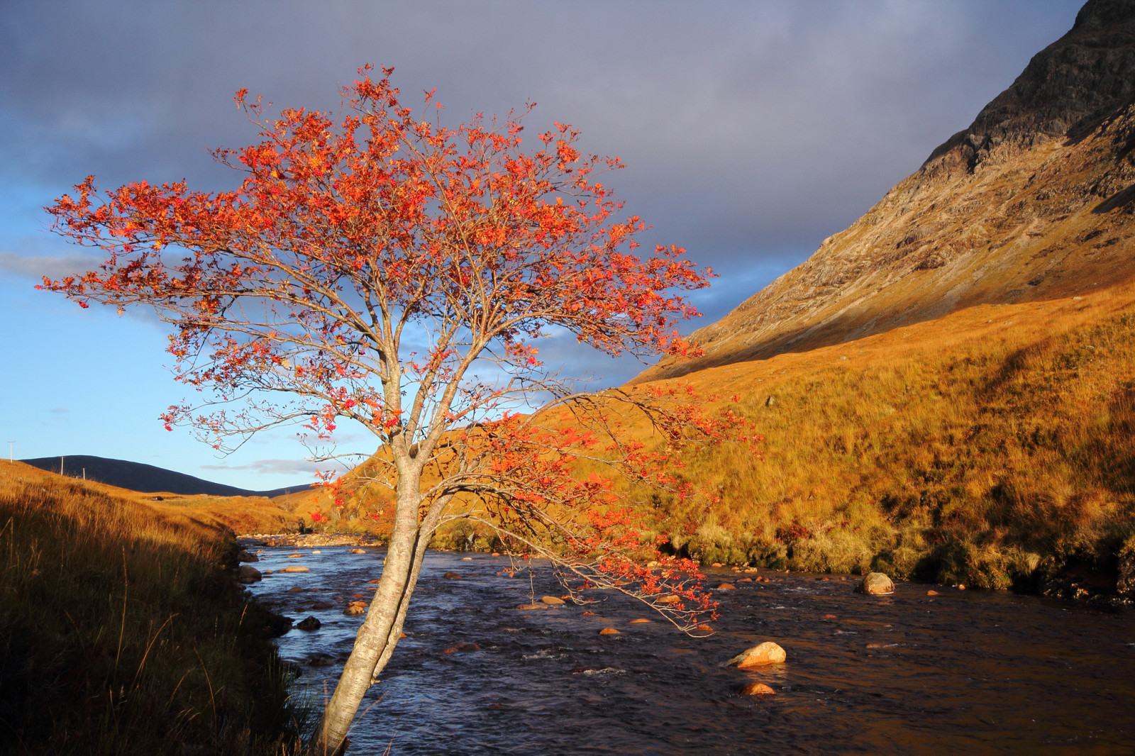 albero, autunno, fiume, pietre, montagne