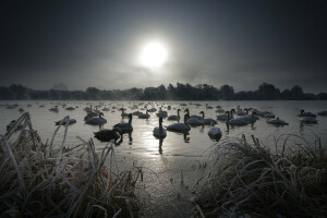 lago, noite, cisnes