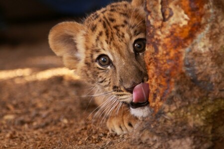 lionceau, visage, minou, Langue, Ligr, Regardez