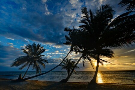 Palmeiras, mar, costa, pôr do sol, Trópicos