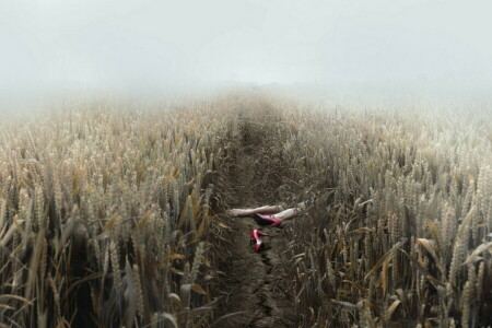 ears, feet, field