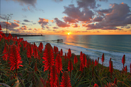 beach, dawn, flowers, horizon, red, slope, The ocean, the sun