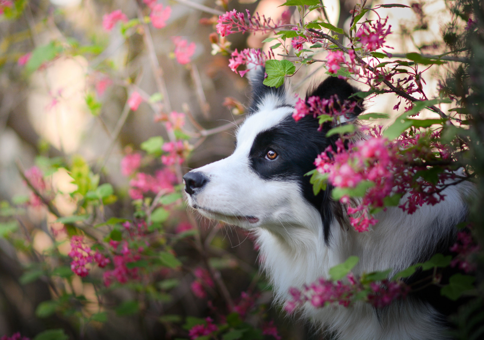 câine, față, border collie, flori