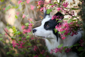 hund, ansigt, blomster, border collie