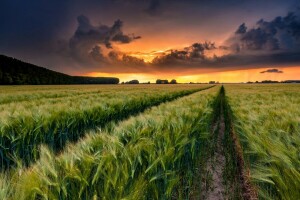 oren, veld-, zomer, zonsondergang