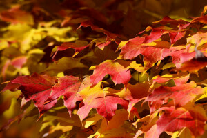 otoño, alfombra, hojas, arce, naturaleza