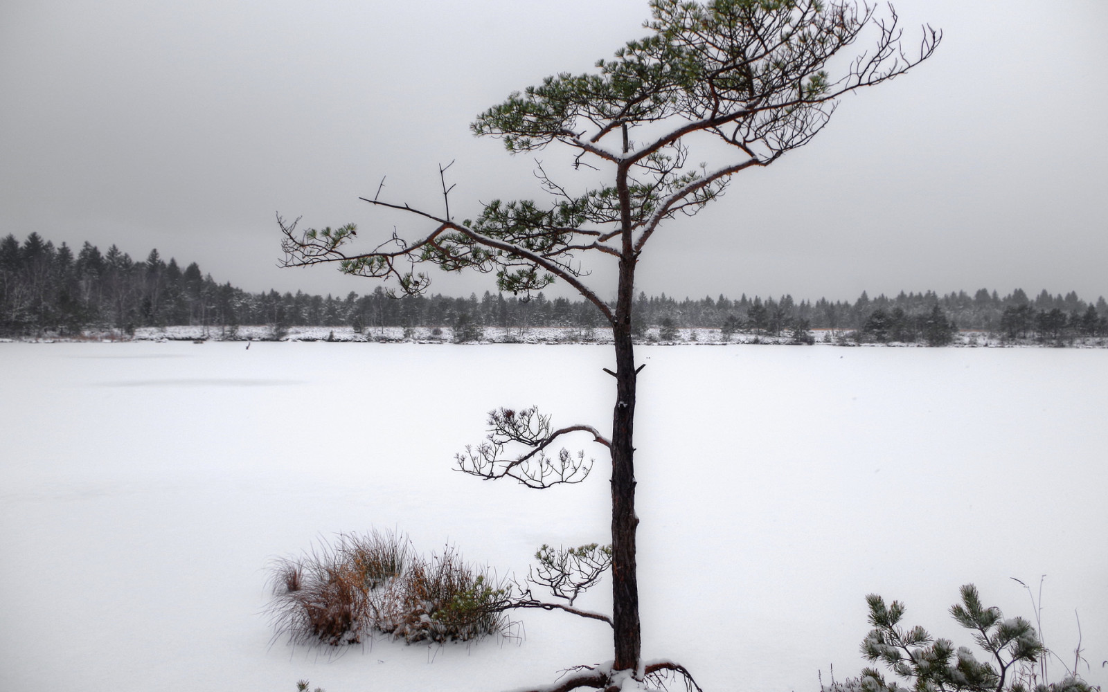 neve, albero, natura, inverno, conifero, nevoso