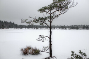 iglasty, Natura, śnieg, śnieżny, drzewo, zimowy