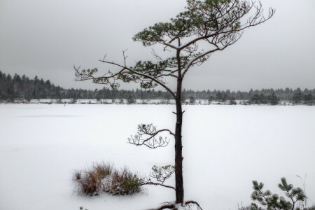 coniferous, nature, snow, snowy, tree, winter