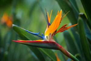 blomma, orange, strelitzia Royal