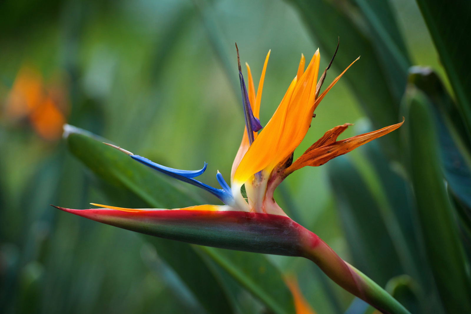 flor, naranja, la strelitzia real