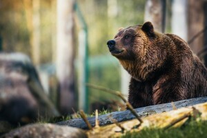 bear, branches, brown, face, light, log, look, nature