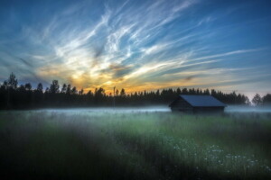 champ, brouillard, maison, Matin