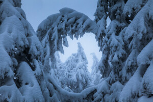 snow, trees, winter