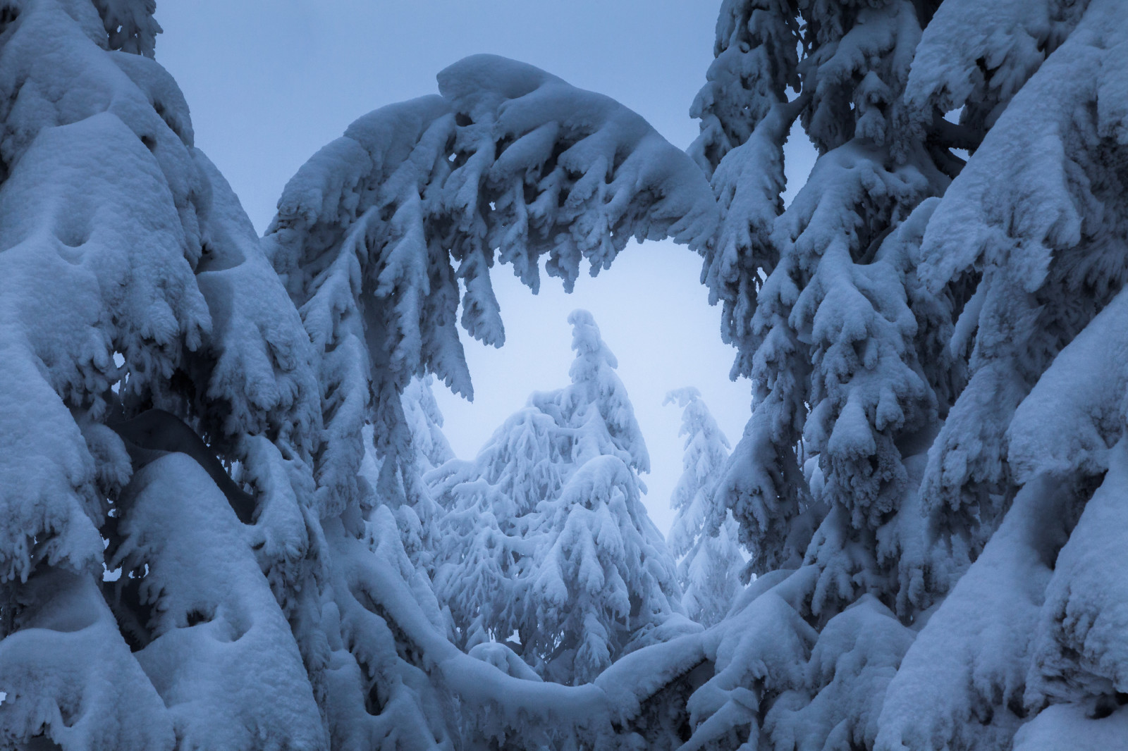 neige, hiver, des arbres