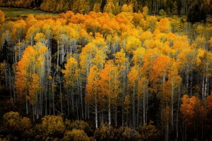 höst, skog, natur, träd