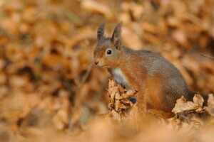 feuilles, protéine, rouge