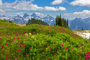 clouds, flowers, grass, lawn, Mount Rainier National Park, mountains, stones, trees