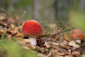 BEAUTÉ, forêt, champignon, champignons