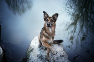 cachorro, Veja, natureza