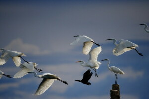 Vögel, Natur, der Himmel