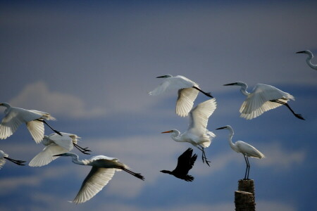 vogelstand, natuur, de lucht