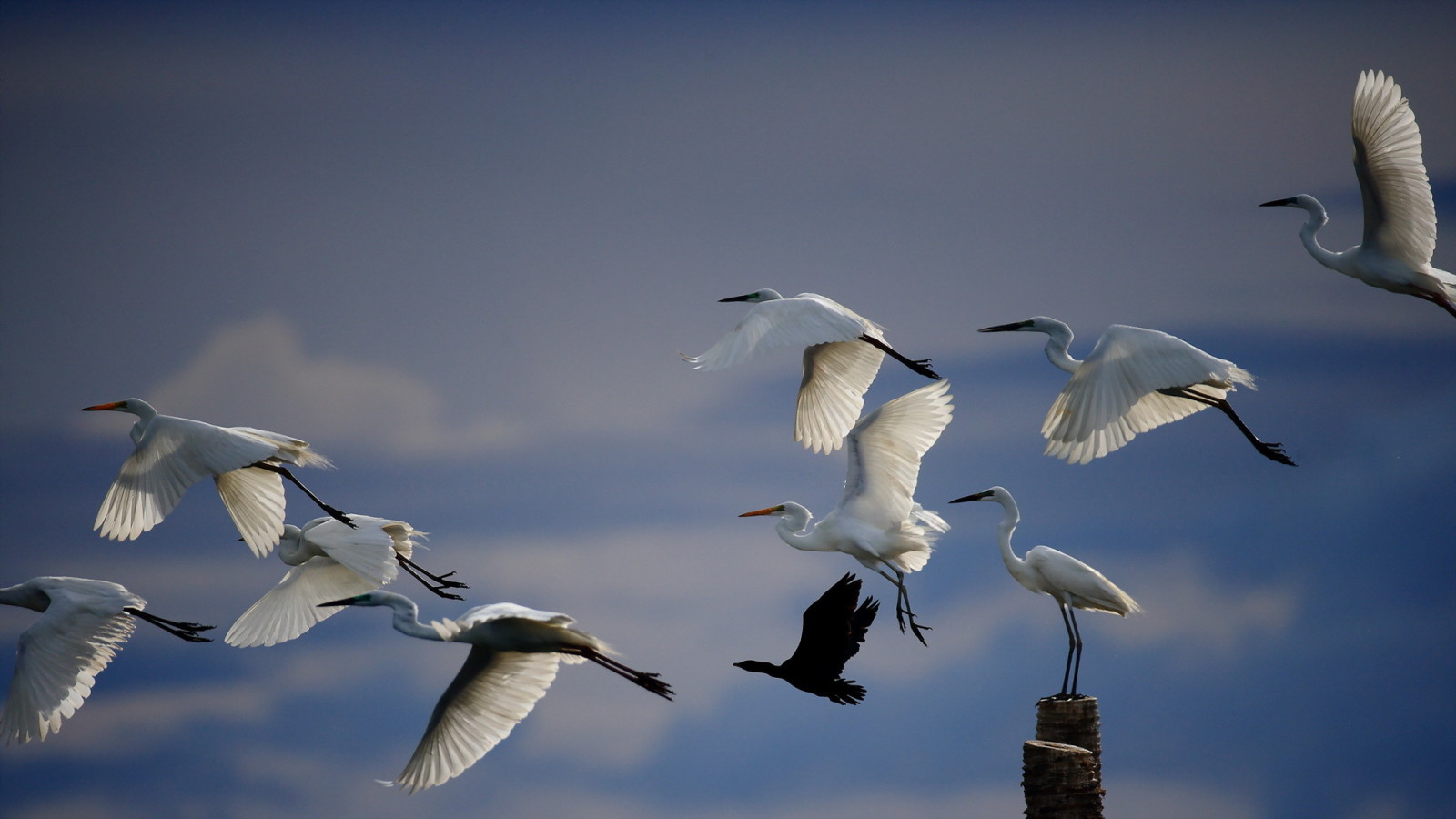 nature, the sky, birds