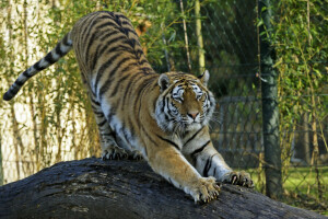 Amur, mačka, pazúry, log, tiger