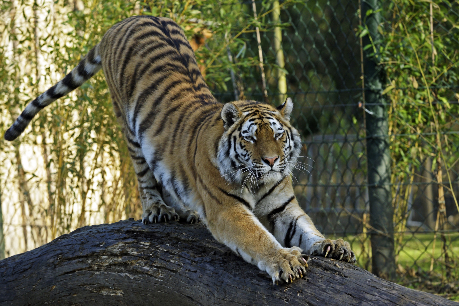 gato, Iniciar sesión, Tigre, garras, Amur