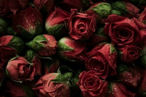 achtergrond, bloemknoppen, bloemen, vers, natuurlijk, rood, rozen