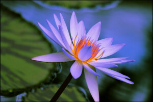 Lily, macro, nature, petals, sheet, water