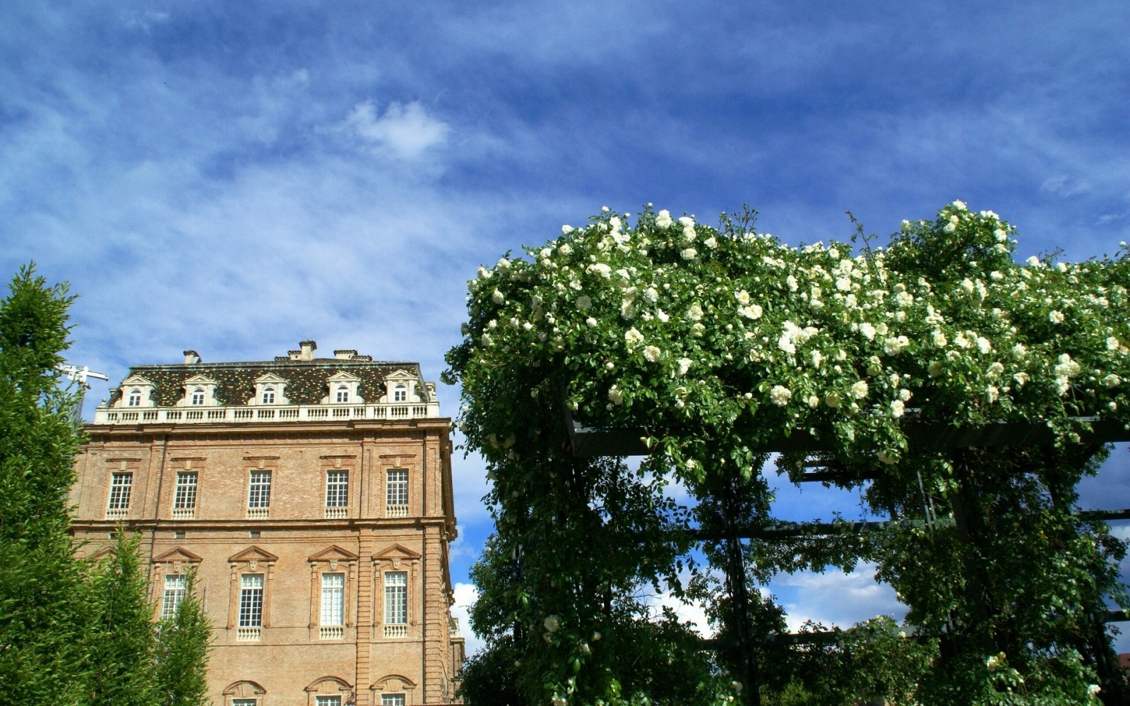 budova, ruže, Taliansko, Piemonte, Piedmont, Venaria Reale