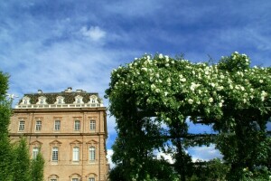 Italia, Piemont, Piemonte, trandafiri, clădirea, Venaria Reale