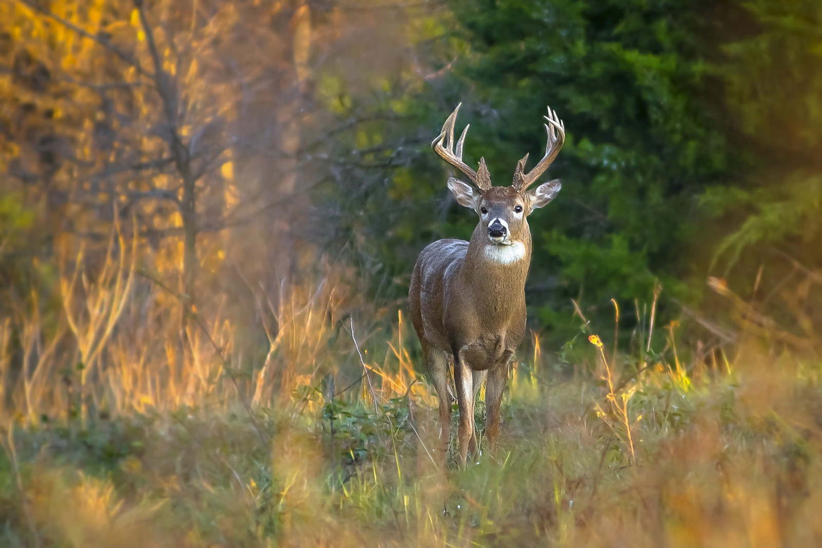 l'automne, forêt, herbe, des arbres, cornes, cerf