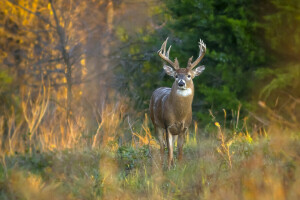 l'automne, cerf, forêt, herbe, cornes, des arbres