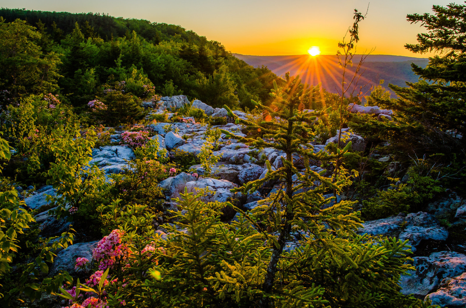 západ slunce, plošina, Allegheny Mountains, Národní rezervace Monongahela, Eleganckie hory, Dolly Sods Wilderness, Allegan